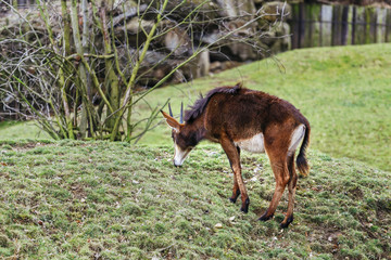 Naklejka na ściany i meble Sable antelope eating grass In a spacious aviary in the zoo