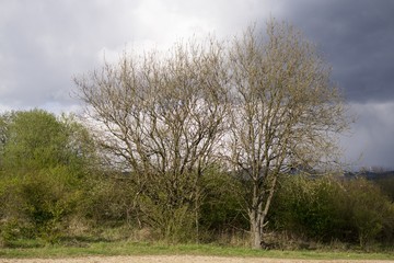 Fototapeta premium Spring tree flowering. Slovakia