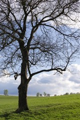 Abandoned tree on meadow during sunset. Slovakia