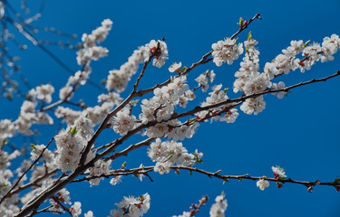 Blooming apricot tree in spring on the blue sky background