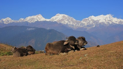 Water buffalo babies and Manaslu range. Scene in the Annapurna Conservation Area, Nepal.