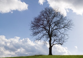 Fototapeta na wymiar Abandoned tree on meadow, blue sky, sun and clouds. Slovakia
