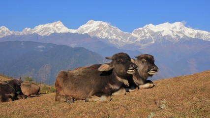 Lying water buffalo babies in Ghale Gaun. Snow capped Manaslu range, Nepal.