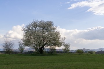 Obraz premium Spring tree flowering white blooming tree. Slovakia