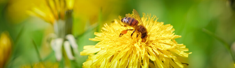 Fleißige Biene auf einer Löwenzahnblüte