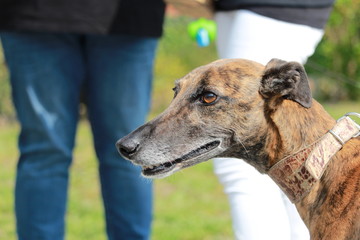 Tigrato che passione!