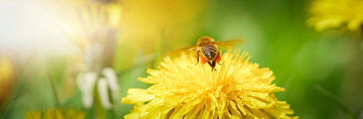 Biene von hinten fliegt auf Löwenzahnblüte, Banner
