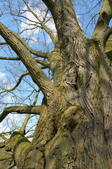 alte eiche