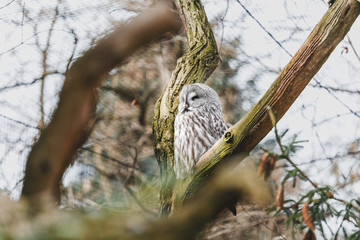 Strix nebulosa owl sitting on a branch of a tree