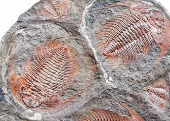 Imprints of ancient living creatures trilobites in stones and fossils