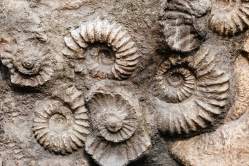 Closeup of many ammonite prehistoric fossil on the surface of the stone, Archeology and...