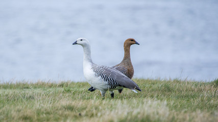 Upland Goose, Flaklands