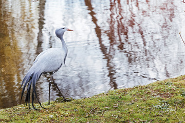 Grey Heron with beautiful tail near the water pond in park