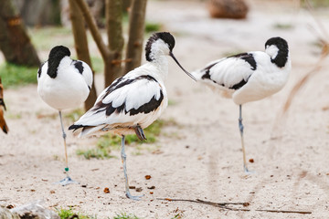 Pied avocet Recurvirostra Avosetta in Prague zoo in aviary with other birds