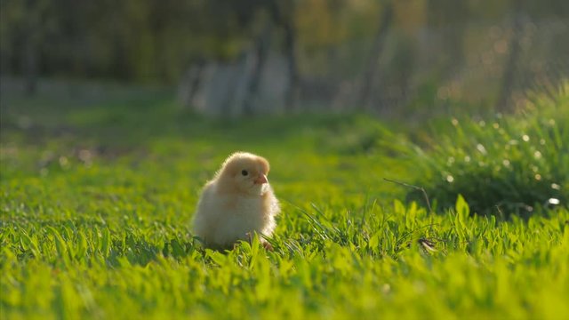 little yellow chicken sitting in green grass, moving heads and pecking grass. 4k. Close up