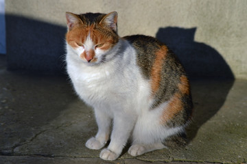Sleeping cat.