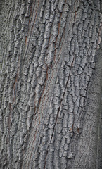 Old tree bark texture