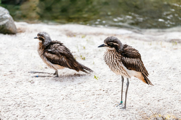 Small rare water birds with funny long legs and ridiculous stare