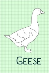 geese