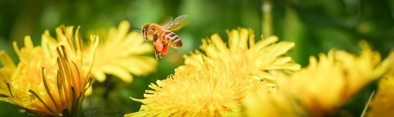 Fototapeta Biene mit befüllten Pollentaschen fliegt Löwenzahnblüte an obraz