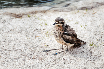 Small rare water birds with funny long legs and ridiculous stare