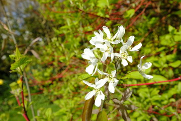 Frühlingszeit im Garten