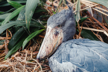 Obraz premium Shoebill Balaeniceps Rex very unusual and exotic bird from the hottest corners of Africa with very funny look