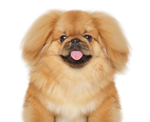 Pekingese dog on white background
