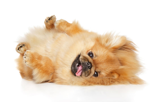 Pekingese dog lying