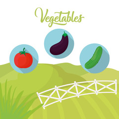 vegetables fresh farm agriculture vector illustration eps 10