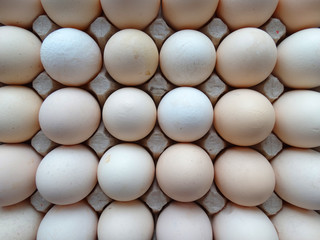 Chicken farm eggs