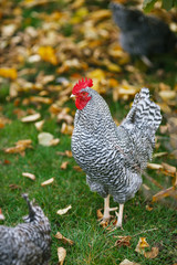 Rooster and chickens in the garden on a background of green grass and autumn leaves.