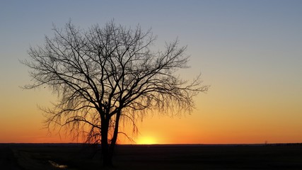 Fototapeta na wymiar Simple prairie sunset with a lonely tree - Saskatchewan, Canada