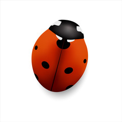 Insect. Seven points ladybug isolated on white background