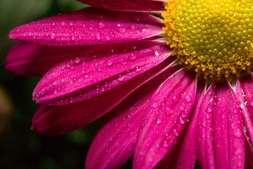 Drops on a flower