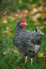 Chicken in a garden on a background of green grass and autumn leaves.