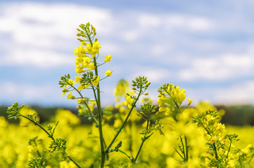 Raps auf dem Feld