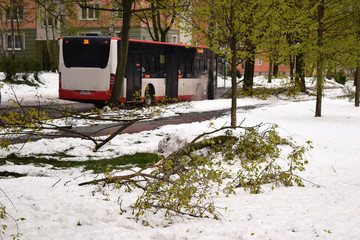 Krajobraz po burzy śnieżnej. Połamane gałęzie. Autobus w tle. - obrazy, fototapety, plakaty