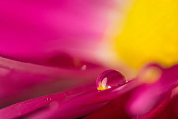 Drops on a flower