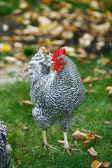 Rooster in the garden on a background of green grass and autumn leaves.