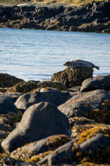 Seals resting in Ytri Tunga beach in Iceland