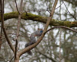 Naughty squirrel 