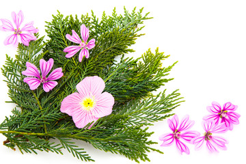 Postcard with empty place of isolated several branches of Thuya and pink flowers on a white...