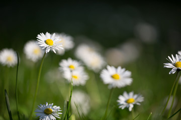 Flowers on grass 