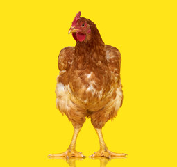 Chicken posing on yellow background isolated, one closeup animal
