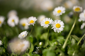 Flowers on grass 