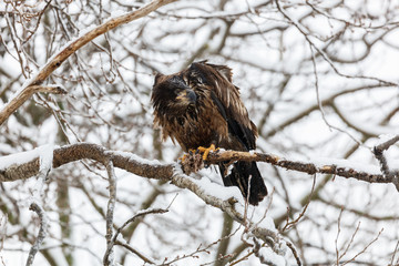 Juvenile Bald Eagle