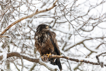 Juvenile Bald Eagle