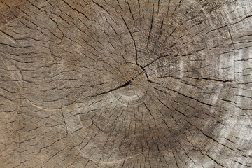 Fototapeta premium Wood log ends