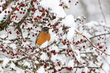 american robin and snow